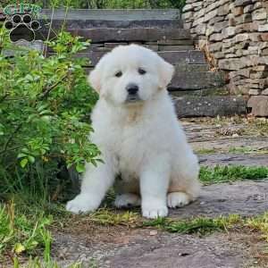 Lucy, Great Pyrenees Puppy